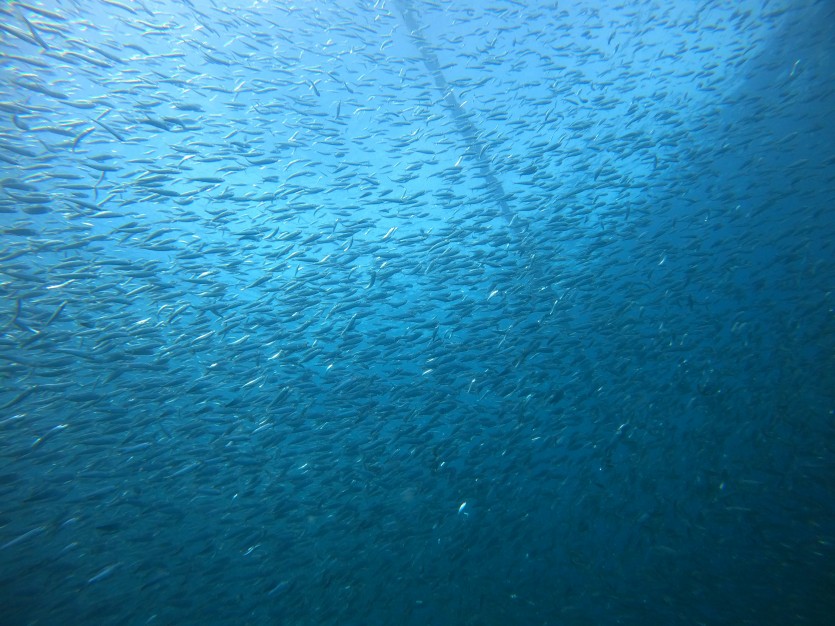 836e035df384803bfe7098c1da41ae36_1719217206_4334.JPG